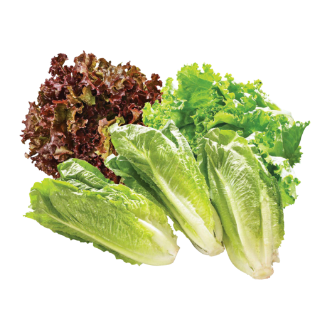 Laitue, laitue romaine, laitue iceberg