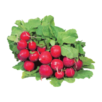 Radis en feuille