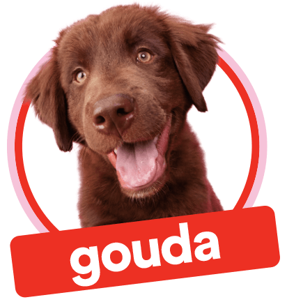 Gouda