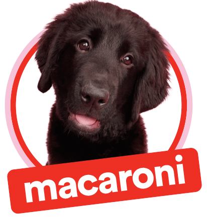 Macaroni