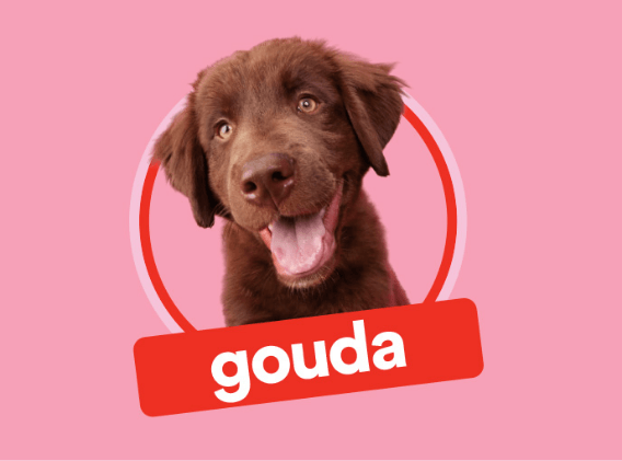 Gouda